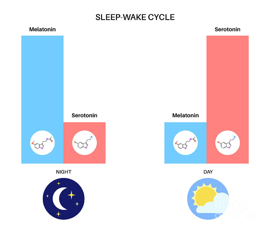 How To Optimize Your Circadian Rhythm