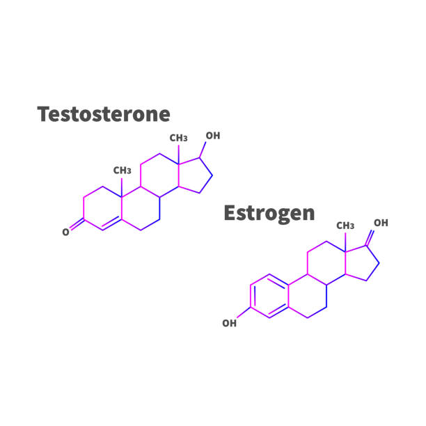 Balancing Hormones For Optimal Fitness Gains